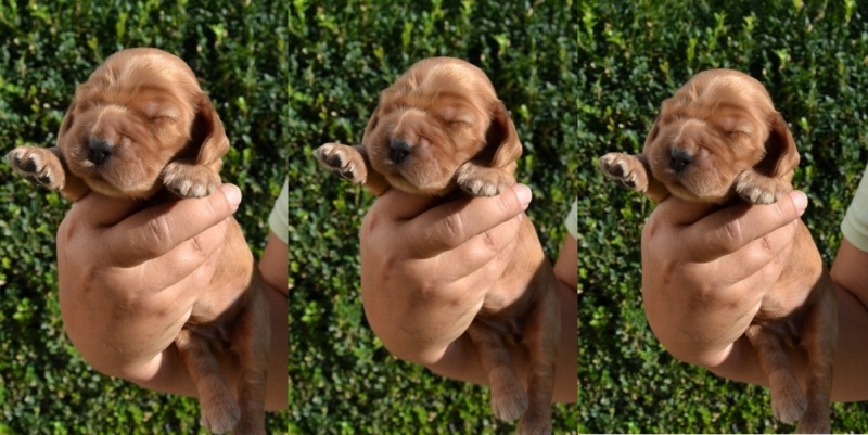 5-fenka bez stužky.JPG